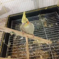 عروس هنلدی|پرنده|علیآباد کتول, |دیوار