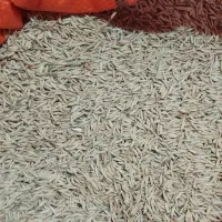 تخم جو هاشمی اصل اصلاح شده