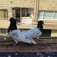 ۱۰ عدد کفتر پرشی|پرنده|مشکین‌دشت, |دیوار