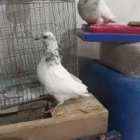 دوجفت پاکستانی عطیقه|پرنده|سراوان, |دیوار