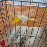 قناری نر پرتقالی یا موزاییکی بخوان|پرنده|قدس, شهرقدس|دیوار