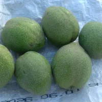 گردو باپوست وبذرگردوانواع نهال گردو