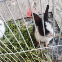 خرگوش|موش و خرگوش|اسفراین, |دیوار