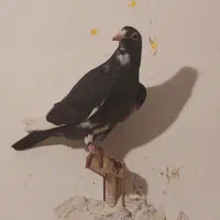 تعدادی کفتر پلنگ