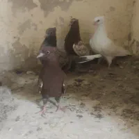 کبوتر سینه سرخ جوجه و سروو