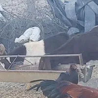 فروش ۲ عدد یک ساله آمریکای آوستن|حیوانات مزرعه|تایباد, |دیوار