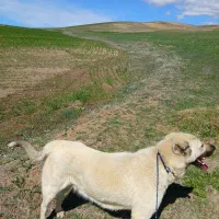 سگ ماده سرابی