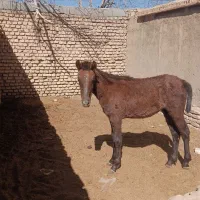 کره مادیان|اسب و تجهیزات اسب‌سواری|مهریز, |دیوار