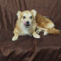 سگ پاکوتاه ۷ماهه