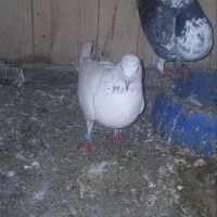 کبوتر بلندپرواز|پرنده|فومن, |دیوار