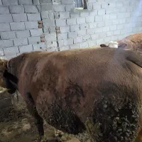 گاو نر گوشتی