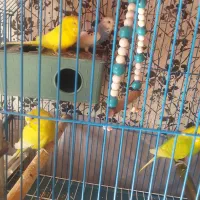 مرغ عشق و فنچ سهره خاکی|پرنده|قرچک, زیبا شهر|دیوار