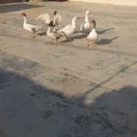 غاز|پرنده|چغادک, |دیوار