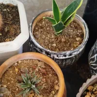 فروش انواع‌گل‌کاکتوس،شمعدانی،آپارتمانی وتزئینی|خدمات باغبانی و درختکاری|کامیاران, |دیوار
