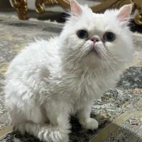 گربه پرشین سوپرفلت اصل|گربه|ارومیه, |دیوار