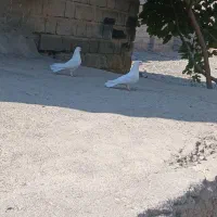 سلام جفت سفید کلاهی قلمپر سرحال