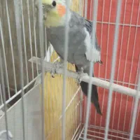 عروس هلندی نر دستی
