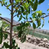 فروش زمین فولاد محله|فروش دفتر صنعتی، کشاورزی، تجاری|شهمیرزاد, |دیوار
