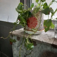 گل و گلدون