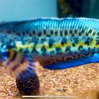 ماهی چانا گلدن کبرا|ماهی|تهران, صادقیه|دیوار