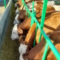 مرکز گوساله های وارداتی