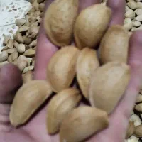 خرید بادام نقدوقیمت تجاری|خدمات باغبانی و درختکاری|فارسان, |دیوار