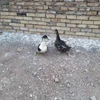 یک جفت اردک