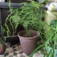 گل برگ انجیری، پتوس، سانسوریا|گل و گیاه طبیعی|رشت, جماران|دیوار