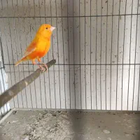 قناری فر ورسمی|پرنده|مبارکه, |دیوار