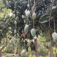 فروش انواع نهال انبه پیوندی وانواع ارقام موز|خدمات باغبانی و درختکاری|میناب, |دیوار