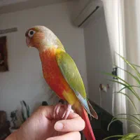 طوطی گرینچیک