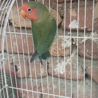 کوتوله برزیلی