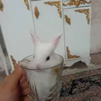 خرگوش کوچولوناز|موش و خرگوش|قم, شهر قائم|دیوار