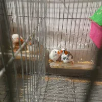 دو جفت فنچ|پرنده|جیرفت, |دیوار