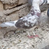 جوجه پرشی|پرنده|قم, علی آباد سعدگان|دیوار