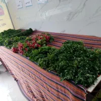 سبزی تازه و صیفی جات شناط