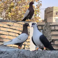 ساده سیاه پاک و سینه سرخ کفتر بوم