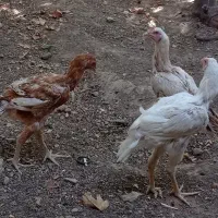 خروس لاری ششماهه جوانوخروس محلی