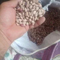 لوبیاچیتی ارگانیک بومی|خوردنی و آشامیدنی|اصفهان, باغ فدک|دیوار
