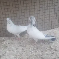 کبوتر معاوضه با انگشتر
