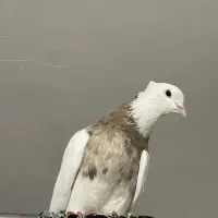 کبوتر خرمایی خال سیاه