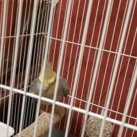 عروس هلندی|پرنده|تهران, جمال‌زاده|دیوار