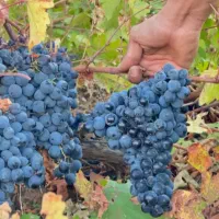 انگور سیاه شرط دیمی