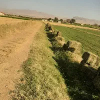 فروش یونجه پرسی