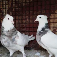 کبوتر طوقی|پرنده|اصفهان, سلطان‌آباد|دیوار