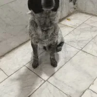 سگ پا کوتا نر  سالم سلامت نژاد دار