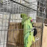 طوطی ملنگو|پرنده|امامزاده عبدالله, |دیوار