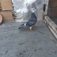 ماده ابلغ
