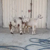 بره ماده سه عدد پلنگی|حیوانات مزرعه|بروجرد, |دیوار