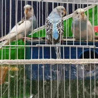 قفس و مرغ عشق